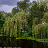 Buy canvas prints of Weeping Willow by RJW Images
