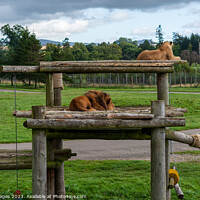 Buy canvas prints of Lion and lioness by RJW Images