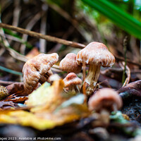 Buy canvas prints of Autumn's fungi Delights by RJW Images