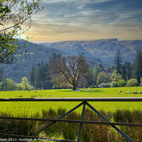 Buy canvas prints of Sheep of Benmore Argyll by RJW Images