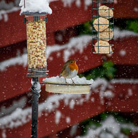 Buy canvas prints of Robin on a Snow Covered Bird Feeder by RJW Images
