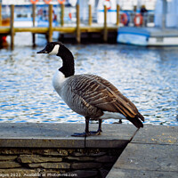 Buy canvas prints of The Canadian Goose by RJW Images