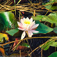 Buy canvas prints of Waterlily (Water Lily) by RJW Images