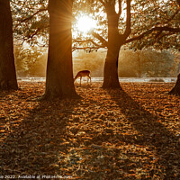 Buy canvas prints of Autumn Grazing Deer  by Kate Lake