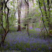 Buy canvas prints of Enchanting Bluebell Woodland by Kate Lake