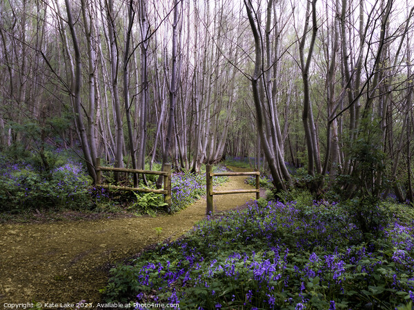 Bluebell Pathway, Scathes Wood, Kent Picture Board by Kate Lake