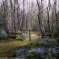 Buy canvas prints of Bluebell Pathway, Scathes Wood, Kent by Kate Lake