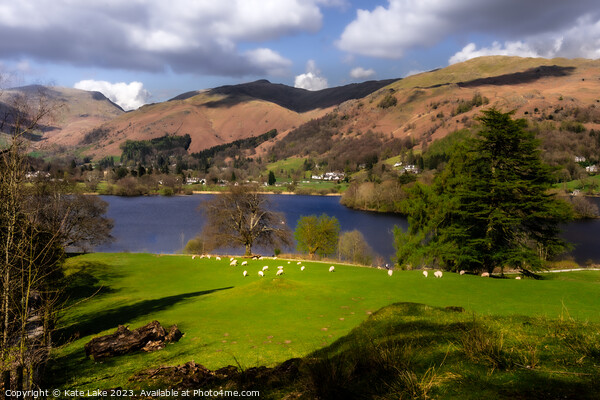 Sheep @Grasmere Lake, Lake District Picture Board by Kate Lake