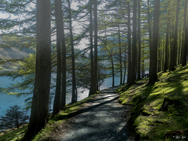 Buttermere Forest Path Picture Board by Kate Lake