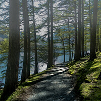Buy canvas prints of Buttermere Forest Path by Kate Lake