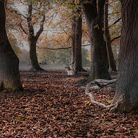Buy canvas prints of Autumnal stag by Kate Lake