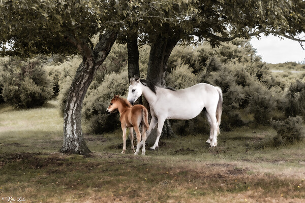 New Forest Mare and Foal Picture Board by Kate Lake