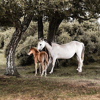 Buy canvas prints of New Forest Mare and Foal by Kate Lake