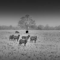 Buy canvas prints of Sheep in Snow by Kate Lake
