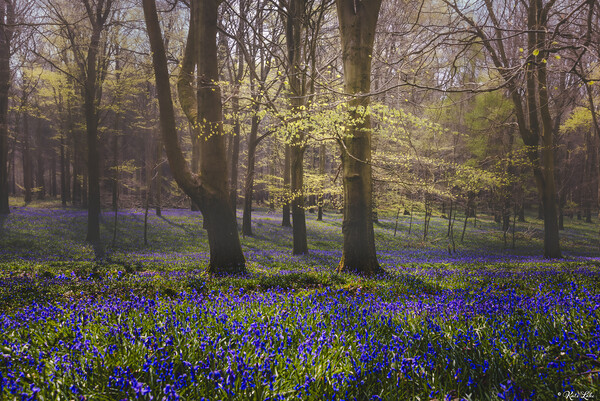 Shady Bluebell Glade Picture Board by Kate Lake