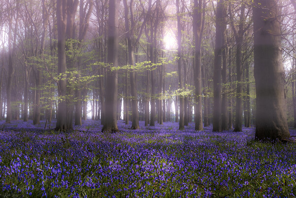 Enchanted Bluebell Glade Picture Board by Kate Lake