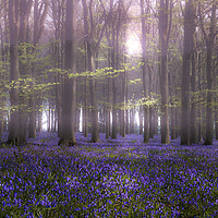 Buy canvas prints of Enchanted Bluebell Glade by Kate Lake