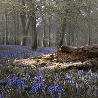 Buy canvas prints of Bluebells and Fallen Tree Trunk by Kate Lake