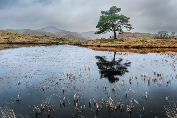 Kelly Hall Tarn Tree Picture Board by Kate Lake