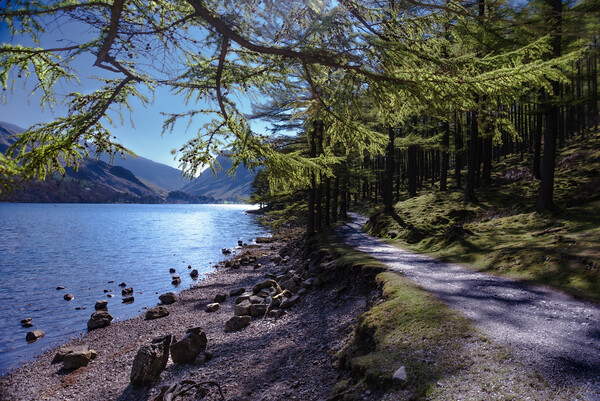 Buttermere Shoreline  Picture Board by Kate Lake