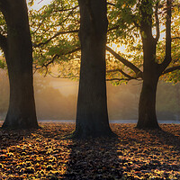 Autumn Copse