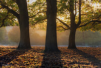 Click to show how this picture will look as a piece of wall art