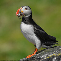 Buy canvas prints of Isle of May Puffin by Don  Lumsden 