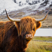 Buy canvas prints of Highland Cow by Don  Lumsden 