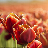 Buy canvas prints of Dutch Red Tulips Close Up  by Simo Wave