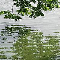 Buy canvas prints of Green tree on the water by Simo Wave