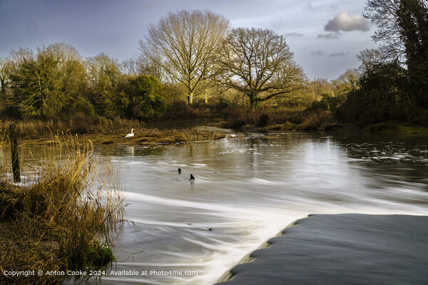 Beeleigh Falls Winter Swan Picture Board by Anton Cooke