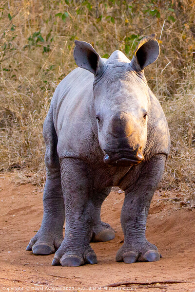 A baby rhinoceros standing in a dirt field Picture Board by David Aspinall