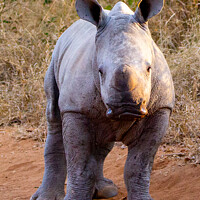 Buy canvas prints of A baby rhinoceros standing in a dirt field by David Aspinall