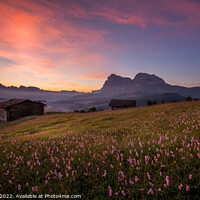 Buy canvas prints of Flowers at Alpe di Siusi in the Italian Dolomites  by Aleš Krivec