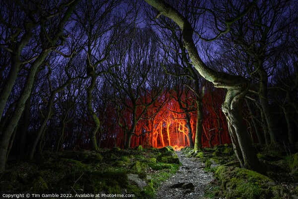 Fantasy Woodland Scene Picture Board by Tim Gamble