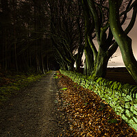 Buy canvas prints of Tree Lined Path by Tim Gamble