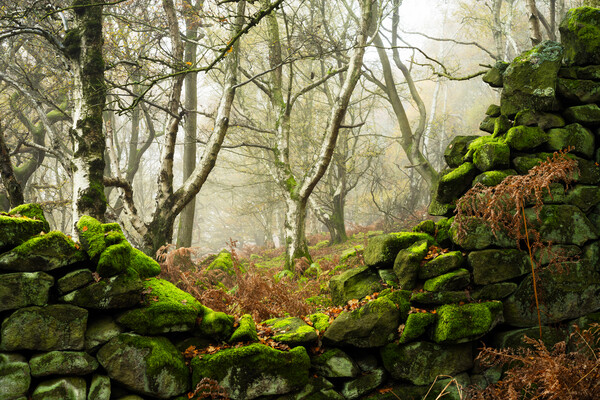 Woodland Misty Scene Picture Board by Tim Gamble