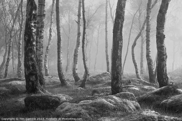 Black and White misty woodland scene Picture Board by Tim Gamble