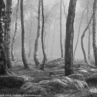 Buy canvas prints of Black and White misty woodland scene by Tim Gamble