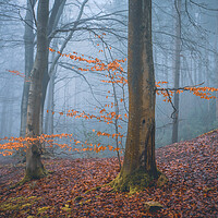 Buy canvas prints of Woodland Misty Scene by Tim Gamble