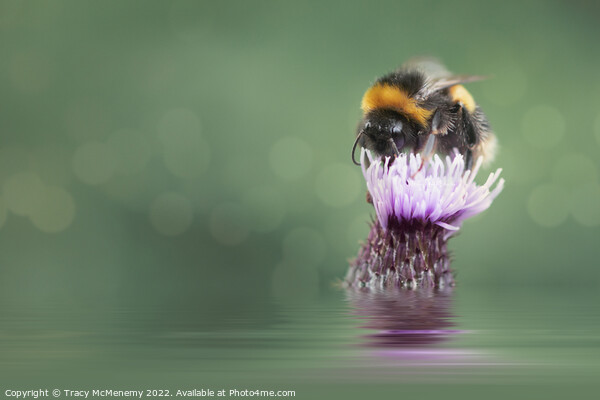 Bee on a Thistle Plant flower Picture Board by Tracy McMenemy