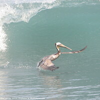 Buy canvas prints of Pelican in waves  by Teresa James