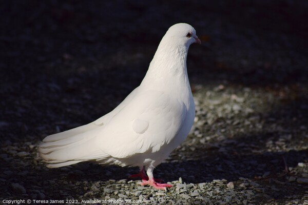 White dove Picture Board by Teresa James