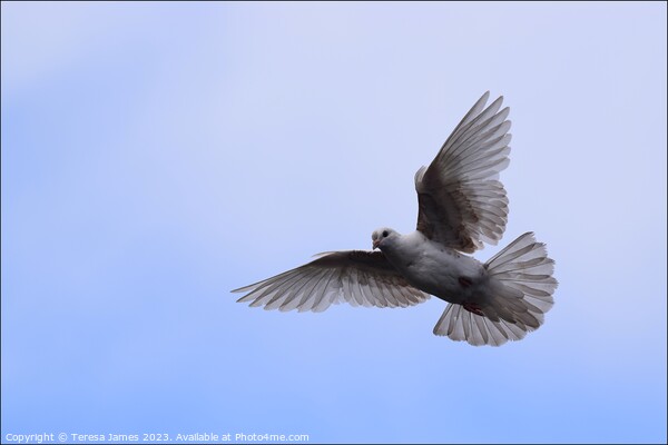 white dove in flight  Picture Board by Teresa James