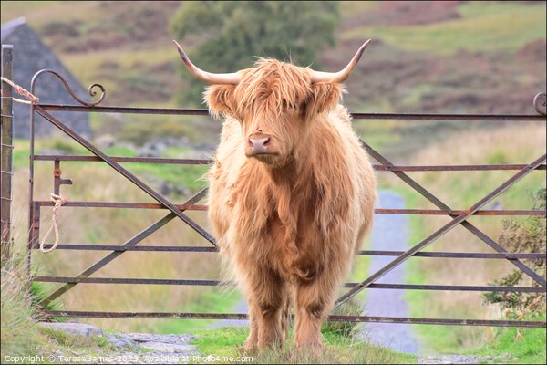 A highland cow is standing in front of a gate Picture Board by Teresa James