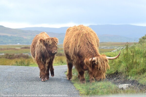 Highland cow and calf standing on a mountain road Picture Board by Teresa James