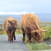 Buy canvas prints of Highland cow and calf standing on a mountain road by Teresa James