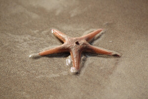 A close up of a starfish Picture Board by IAIN SUTHERLAND