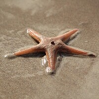 Buy canvas prints of A close up of a starfish by IAIN SUTHERLAND