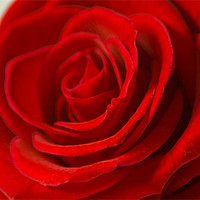 Buy canvas prints of Red Rose by Chris Walker